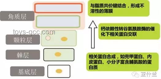 酒店和旅行社，内卷化程度几何？